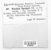 Puccinia agropyri image